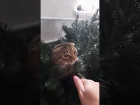 Амур играет в