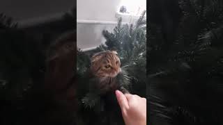 Амур играет в прятки😼