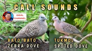 Tunog ng dalawang ibon / Bato-bato \u0026 Tukmol / ( Ideal Channel mix vlog )