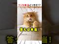 ウソか本当どっちだ！？！？ #クイズ #ショート #猫 #かわいい #おもしろ #shorts