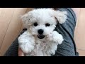 SUB) 강아지 키우고 싶어지는 영상 (비숑 프리제 성장과정) Video of a puppy getting better (Bichon Frise  growth process)