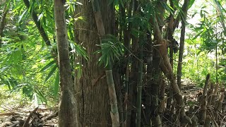 berburu bambu petuk di lokasi paling angker di desa jubel