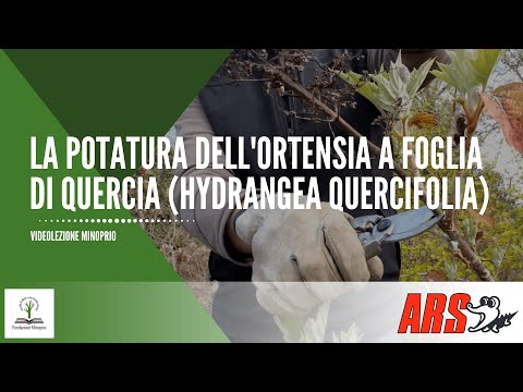 Video: Ortensia Foglia Di Quercia