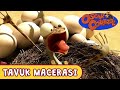 Oscar Çöllerde🦎 | Tavuk Macerası 😏 | minika