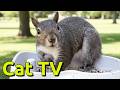Gray Squirrel Eating Bird Seed &amp; Doing Squirrely Things 😺 TV for your Cat