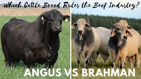 Angus vs Brahman: Which Cattle Breed Rules the Beef Industry?