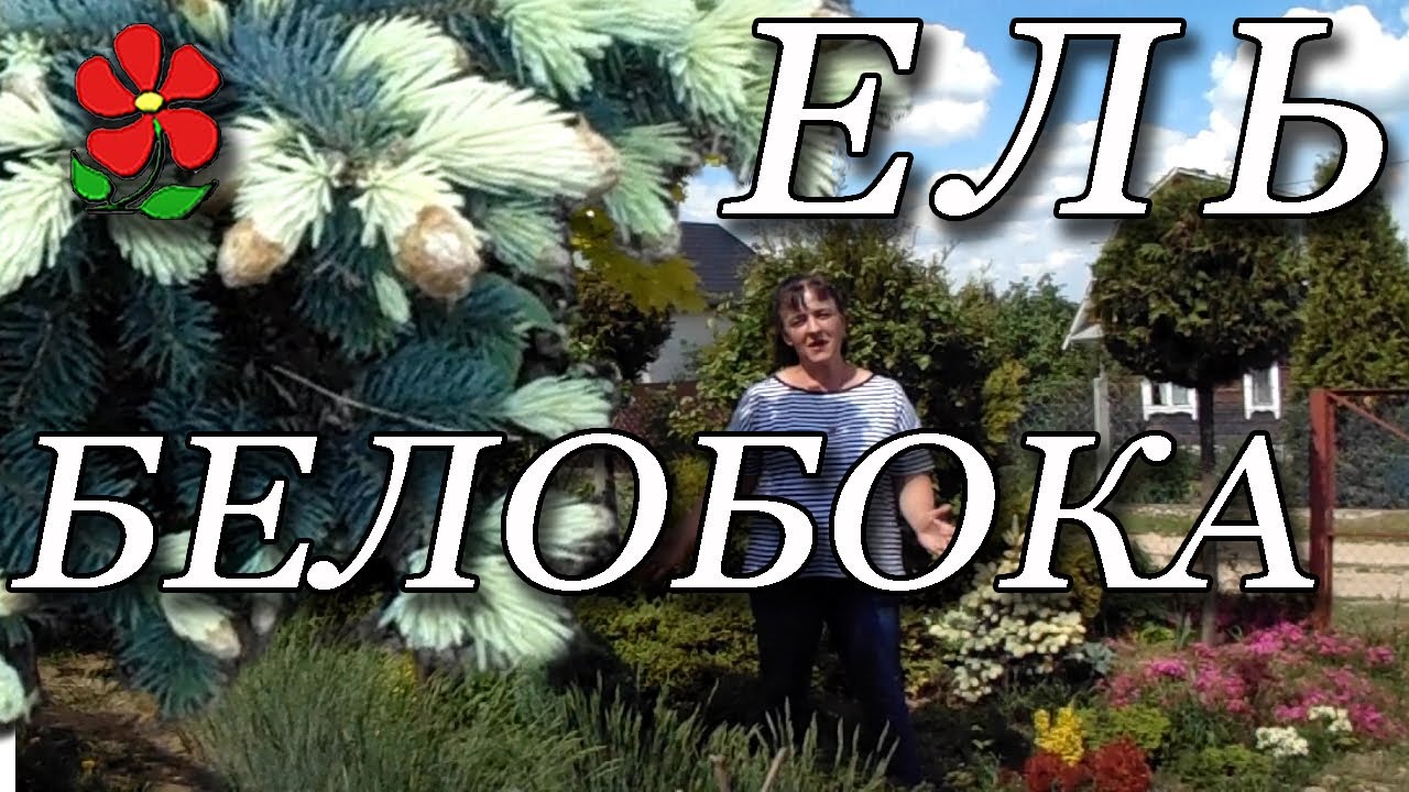 Ель колючая "Белобока" и "Золото Майя"