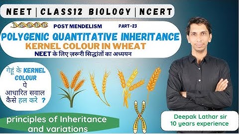 KERNEL COLOUR IN WHEAT 🌾 | Polygenic QUANTITATIVE Inheritance 🧬 | POLYGENES 🧬 |