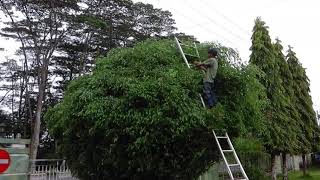 Download Lagu Tukang kebun RSUD dr. H. Soemarno Sosroatmodjo Kuala Kapuas MP3