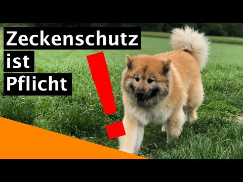 Video: Informationen zum Zeckenschutz für Hunde