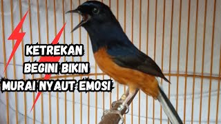 PANCINGAN MURAI BATU ISIAN FULL MATERI AMPUH JADIKAN MURAI MACET LANGSUNG BUNYI GACOR EMOSI