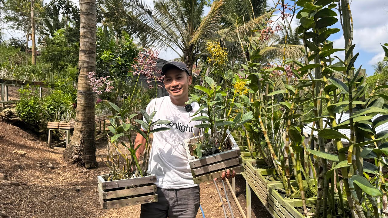 Obral Anggrek ID Koleksi Full Sun Full Rain Anti Badai