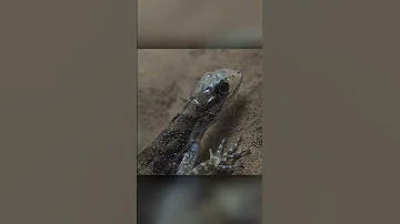 Ученые были поражены когда засняли ее под водой. Ящерица Анолис