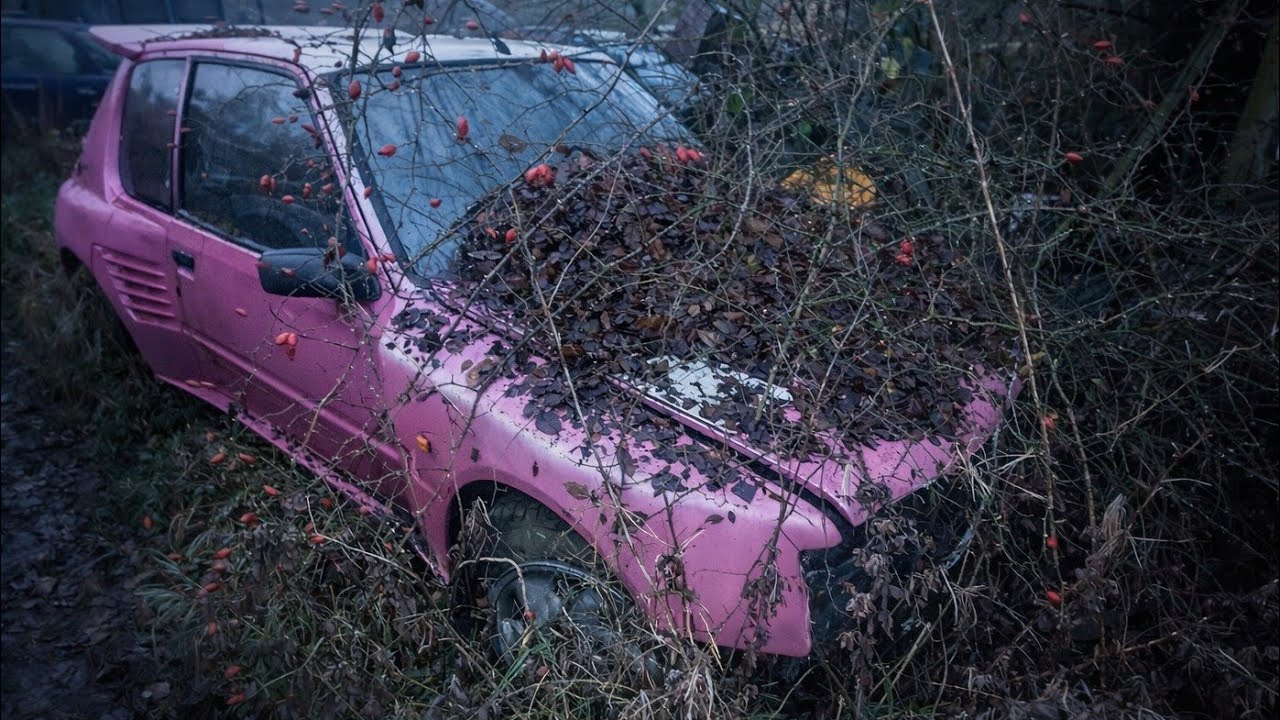 Заброшенное кладбище автомобилей MAX Power 90-х годов, охраняемое быками.