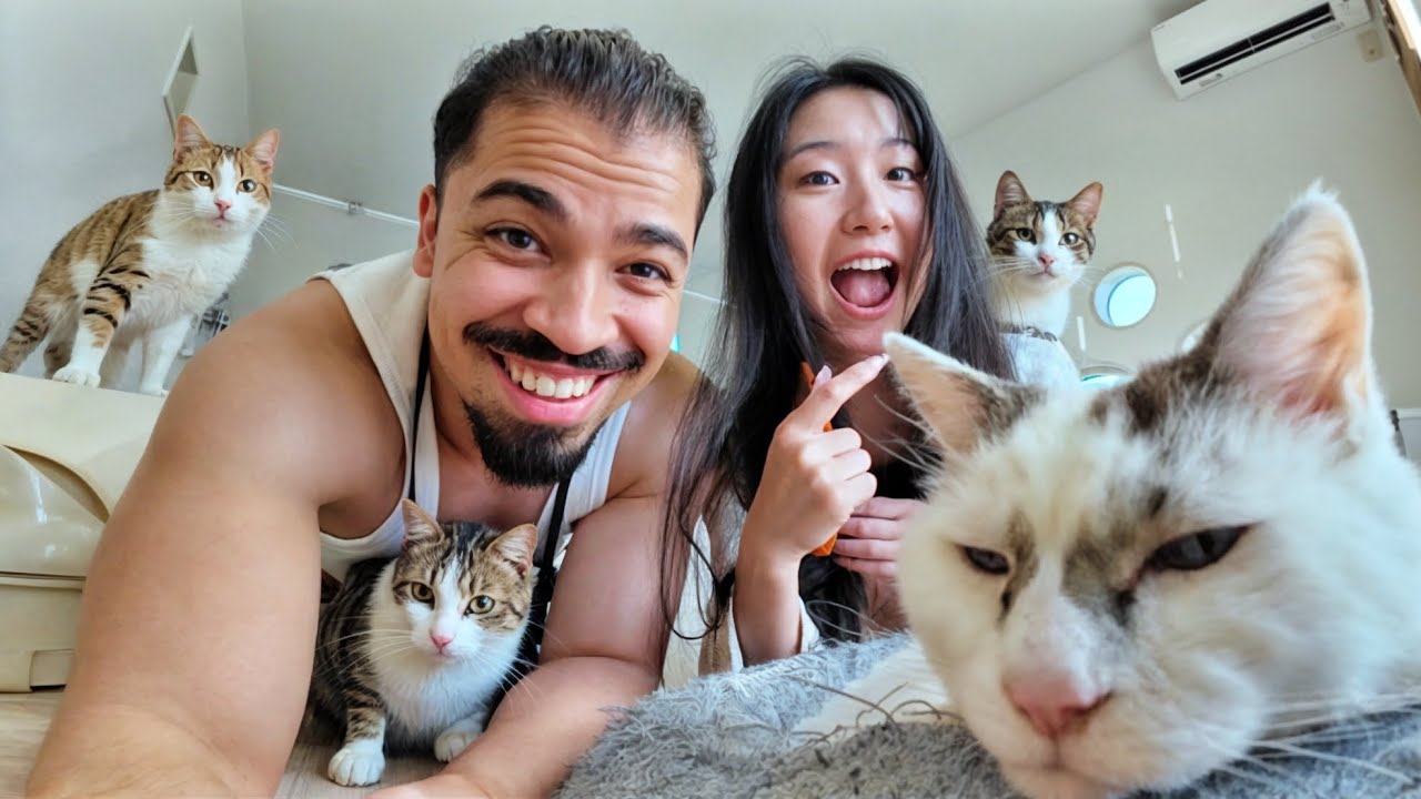 Como É Uma Cafeteria De Gatos No Japão?