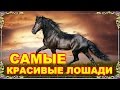 Самые красивые лошади мира! Видео-релакс.