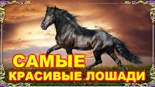 Самые красивые лошади мира! Видео-релакс. Самые красивые лошади мира! Видео-релакс.
