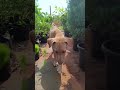 #bollywood #entertainment #adoptdontshop #adoptstrays #o Shera #pets