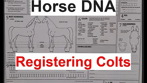 Häst DNA-kollektion | Hästregistrering | Tennessee Walking Horse