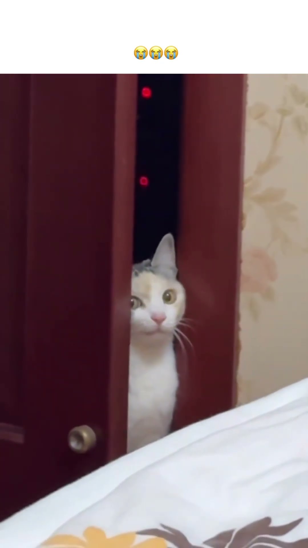 Kittyo like do you see me minding my business