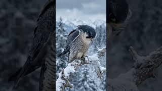 #PeregrineFalcon#Majesticbird#Moral#Bird#Wildlife#Nature#Birdlovers#Wildbird#Ytshort#Viral#KIDS ZONE