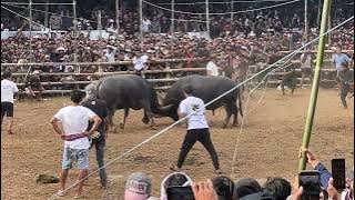 BOSS PADATINDO (WIN)  VS  BANG ROY TIM KAMPA TAMPO