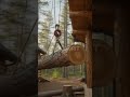 Building Wooden Log Cabin in Forest 🌲🤯 | Survival House Step-by-Step #shorts
