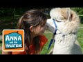 Alpaka | Information für Kinder | Anna und die Haustiere