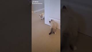 Siamese cat and Ragdoll kitten