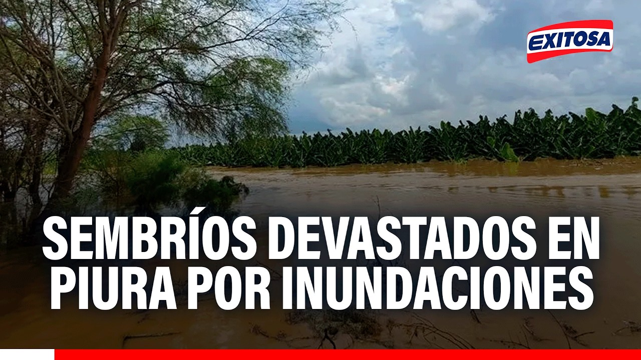 🔴🔵 Sembríos devastados en Piura por desborde del río Chira y la falta de prevención de autoridades
