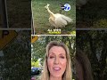 Pasadena neighbors outraged after mailman attacks peacock
