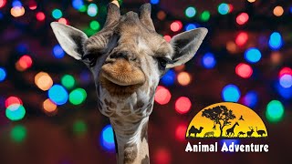 Johari the Giraffe &amp; Jungle Bells Event Cam of Animal Adventure