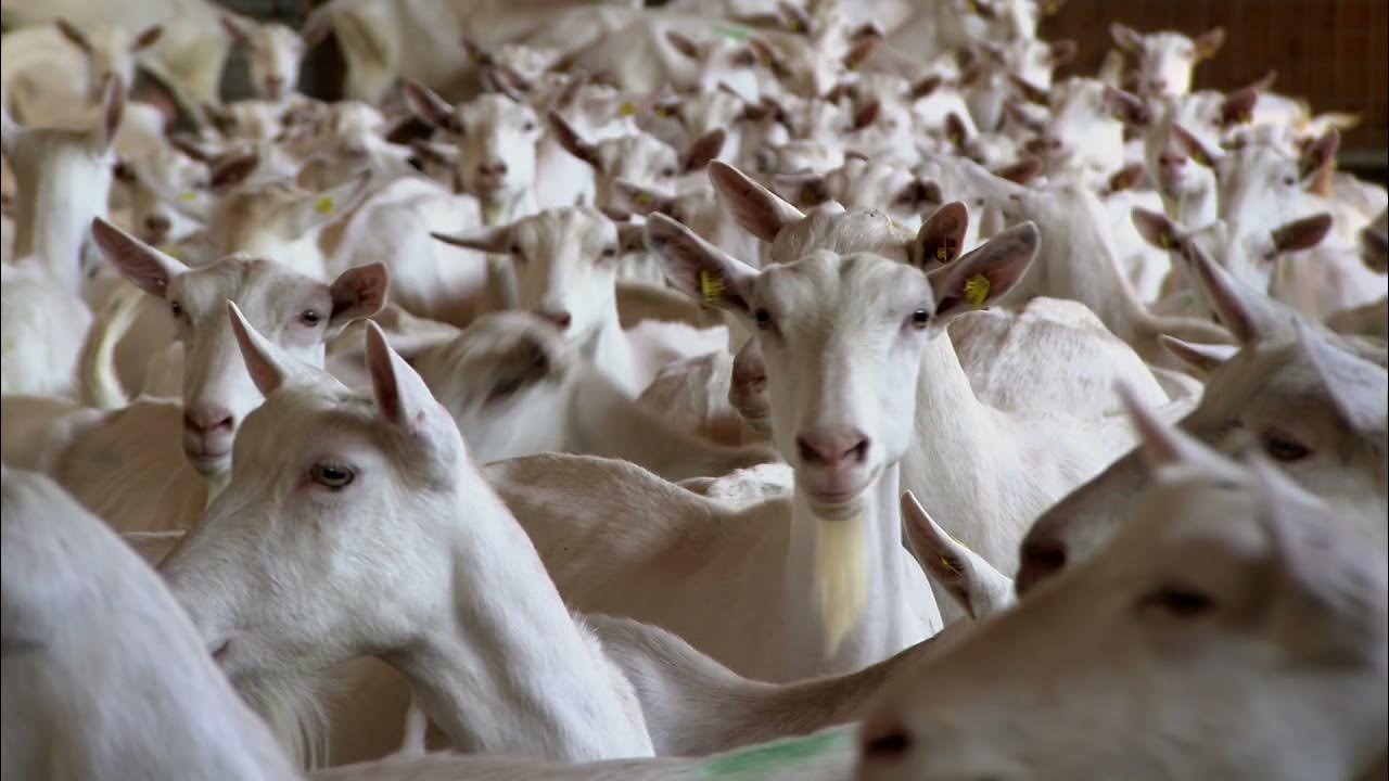 Pseudotuberkulose bei Schafen und Ziegen YouTube