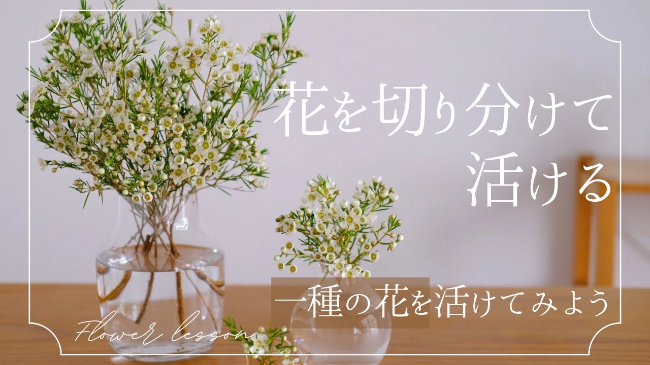 枝分かれしている花の切り分け方　一種類の花で活けてみよう　シンプルな活け方　ワックスフラワー