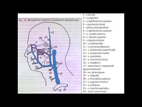 Вены головы и шеи