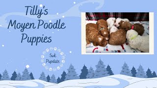 Tilly's Poodle Puppies 5wk Pupdate by TN Valley Aussies & Doodles 222 views 3 months ago 8 minutes, 21 seconds