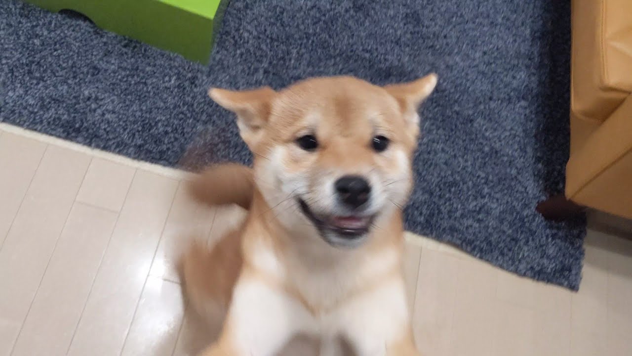 【萌え】3ヶ月の柴犬子犬の2時間ぶりの再開がかわいすぎた【DAY27】 YouTube