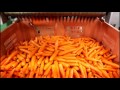 Western Australian Carrots - from paddock to you