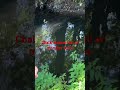 Chalk stream full of beautiful brook and monster brown trout #fishing #fish #freshwaterfish #trout
