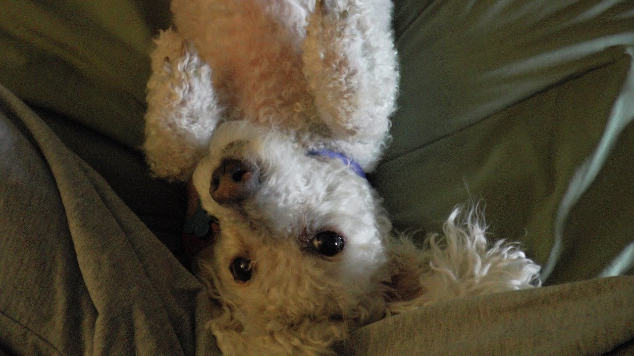 My Dog Sammy