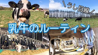 【牛目線】乳牛のルーティン【牧場】