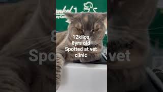 chubby cat #ytshorts #cat #animals