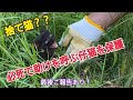 【保護猫】流産直後に出逢った仔猫！生まれ変わり？最後ご報告あり！