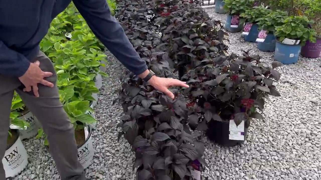 Wednesdays with Wayne- Shrub Shopping