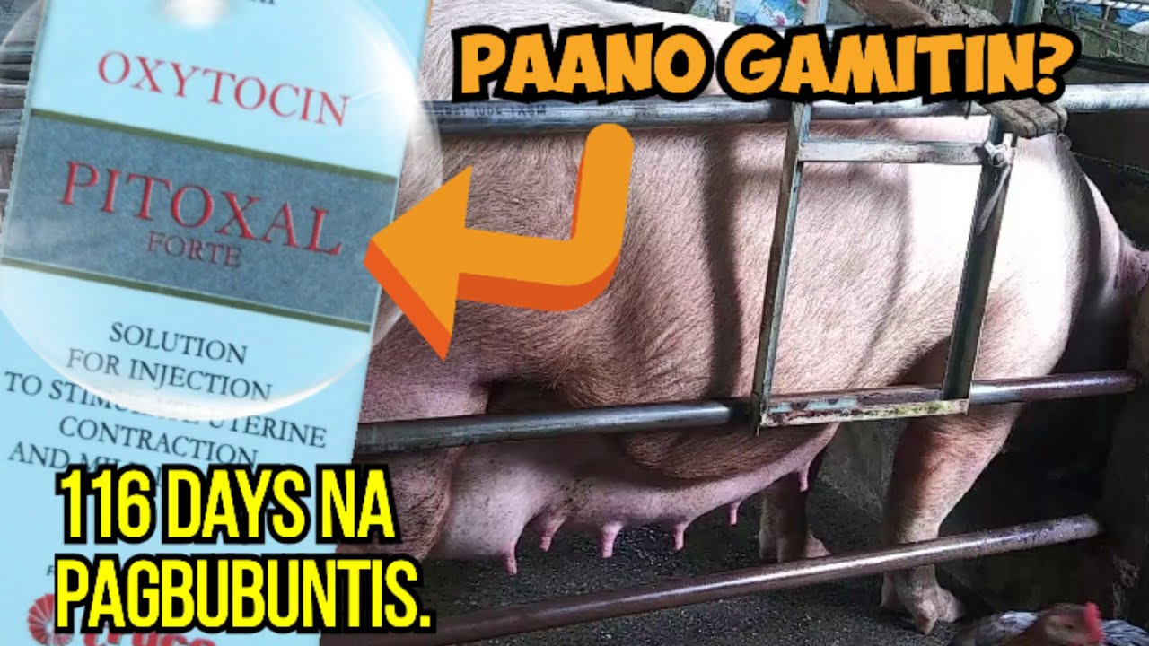 Paano gamitin ang Oxytocin sa inahin?