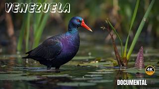 VENEZUELA: Paraíso de AVES Bellas y ESPECTACULARES | DOCUMENTAL Episodio 3