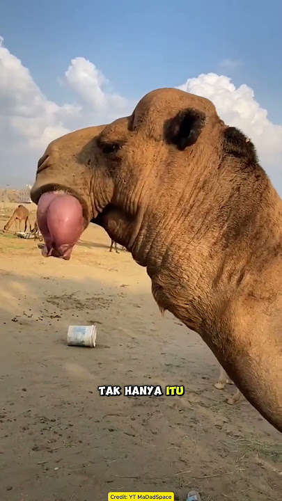 The Way Camels Mate is Shocking! There are Balloons Coming Out of Their Mouths!