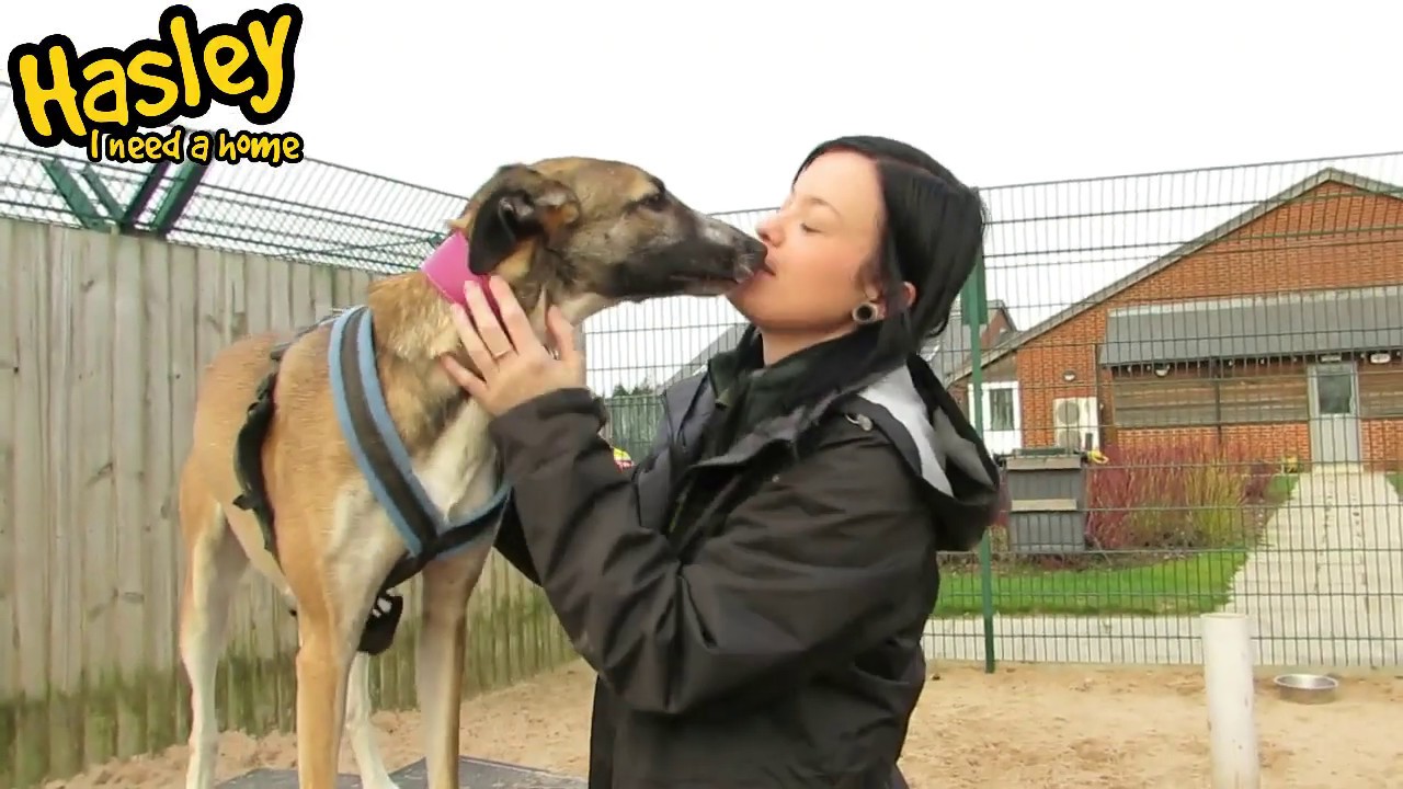 wales wisconsin Dogs Trust Leeds - Hasley