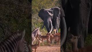 Elephant Bull With Broken Tusk at Waterhole | Peaceful Wild Harmony #wildlifemoments #rawnature