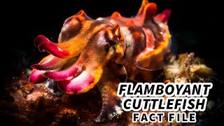 Famous Flamboyant Cuttlefish Facts: a FLASHY Display | Animal Fact Files Wealth